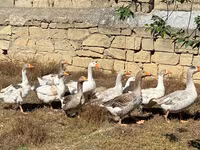 Geese — الصورة 1