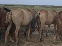 Кобила, Mugalzhar horse — фото 4