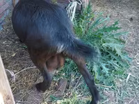 母山羊, Goats — 照片 1
