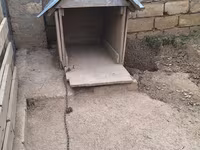 Taxta it evi real aliciya endirim var tecili satilir - Material — foto 2