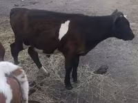 Toro, Ganado vacuno — foto 1