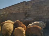 كبش, الأغنام — الصورة 4