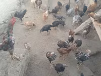 Chickens — الصورة 3