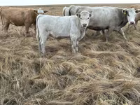 Bulle, Swiss cattle — Foto 2