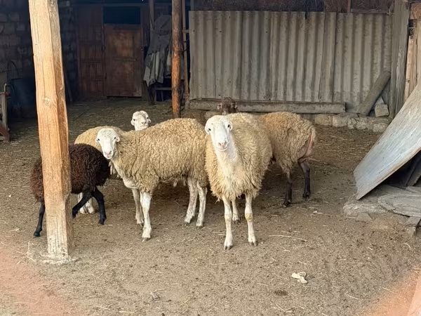 Carnero, Ovejas
