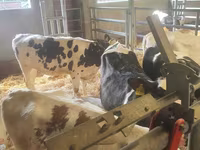 Rinder (Partie, Geschlecht nicht angegeben), Holstein-Rasse — Foto 4