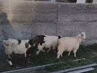 Cabra, Nubian Goat — foto 3
