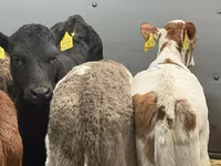 Rinder (Partie, Geschlecht nicht angegeben), Russian Black pied cattle — Foto 5