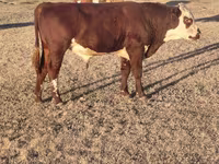 Bulle, Simmental cattle — Foto 5