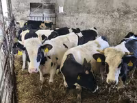 Bulle, Russian Black pied cattle — Foto 1