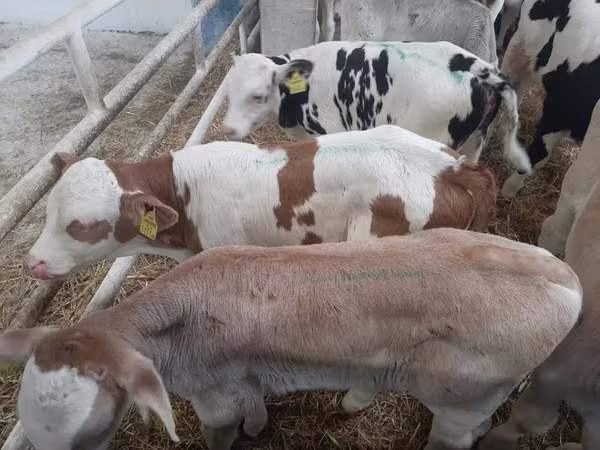 ثور, بقرة ليموزين