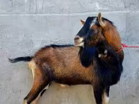 Dişi keçi, Alpine goat — foto 2