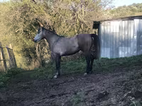 حصان, Arabian horse — الصورة 7
