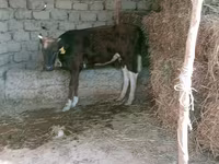 Kuh, Latvian Blue cattle — Foto 3