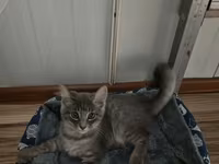 🐱 Şotland pişiyi satılır ✨ Şirin və baxımlıdır 🥰 📦 Üstündə olan — Foto 1