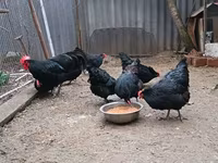 Australorp — Foto 8