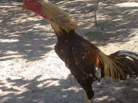 Chickens — 1-сурет
