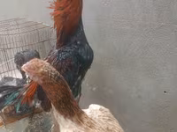 Chickens — الصورة 4