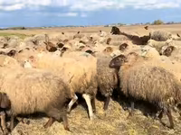 Oveja, Ovejas — foto 5