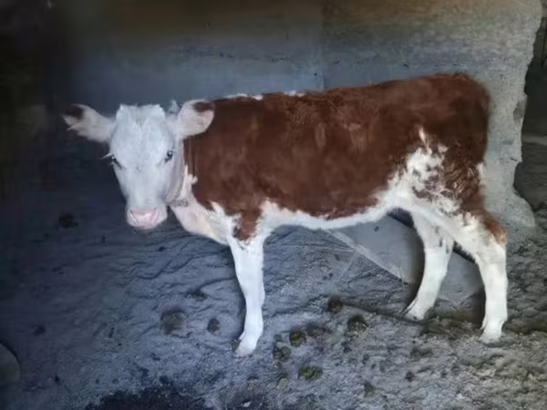 بقرة, Latvian Blue cattle