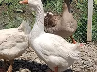 Geese — 4-rasm