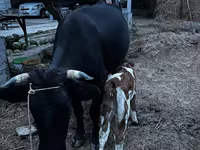 Сиыр, Latvian Blue cattle — 5-сурет