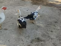 pato criollo doméstico — foto 3