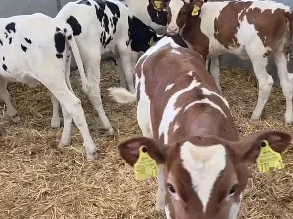 Kuh, Russian Black pied cattle