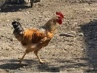 अमेराउकाना — फ़ोटो 8