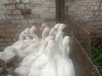 Linda — Foto 2