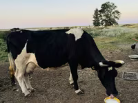 Kuh, Russian Black pied cattle — Foto 2
