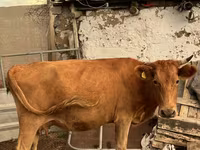 بقرة, Latvian Blue cattle — الصورة 8