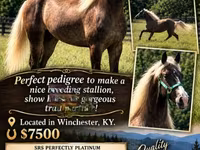 Hengst, Rocky Mountain Horse — Foto 4