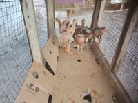 Chickens — Foto 3