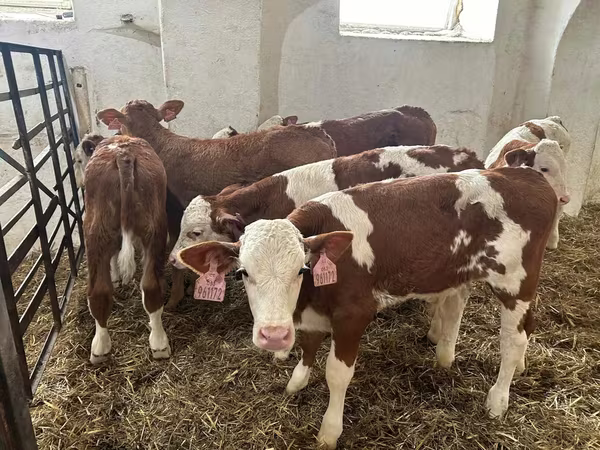ثور, Simmental cattle