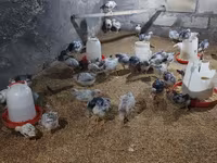 Chickens — Foto 4