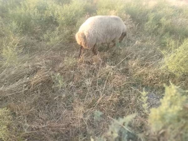Oveja, Ovejas