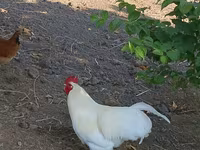 Chickens — foto 1