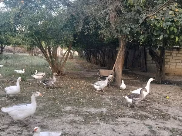 Geese