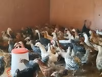 Chickens — Foto 8