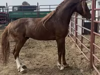 Caballo, Arabian horse — foto 1