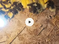 Ducks — الصورة 2