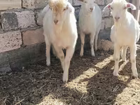 公山羊, Goats — 照片 5