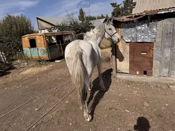Айғыр, Жылқылар