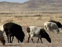 Widder, Edilbay sheep — Foto 4