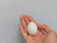 Leghorn — Foto 5