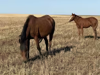 母马, Horses — 照片 3
