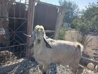 Теке, Damask goat — 1-сурет