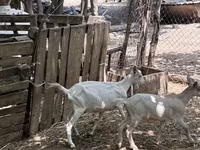 Cabra, Saanen goat — foto 1