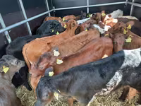 公牛, Limousin cow — 照片 2